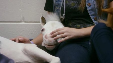 Зеница ока (2017)